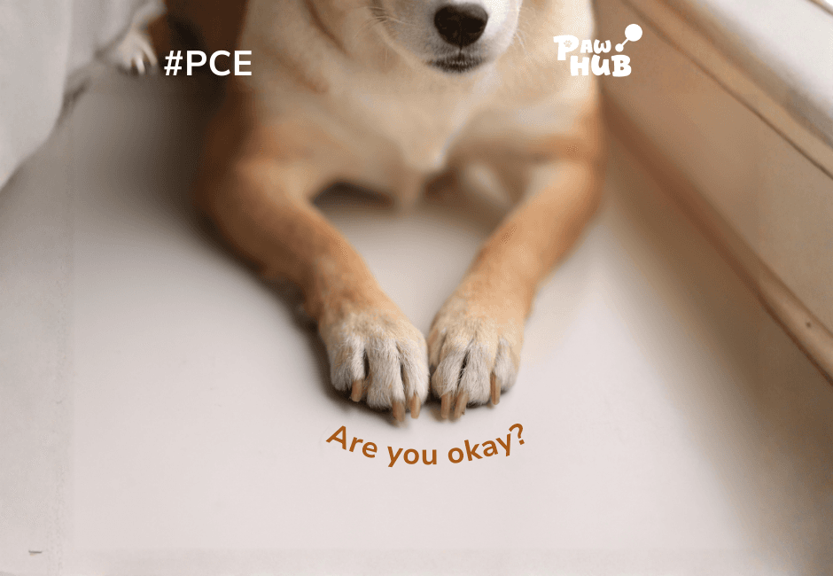 DOG’S JOINT PAIN: CAUSES, SIGNS, AND SOLUTIONS