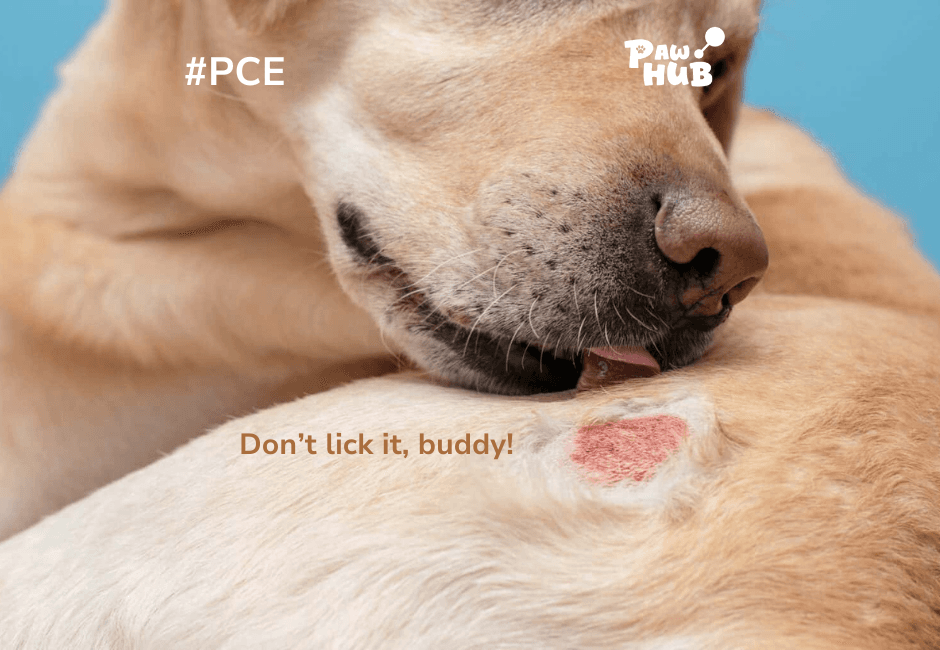 DOG ALLERGIC TO FOOD: COMMON CAUSES AND SOLUTIONS
