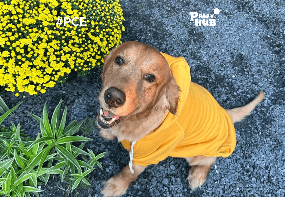 THE GOLDEN RETRIEVER: MORE THAN JUST A PET